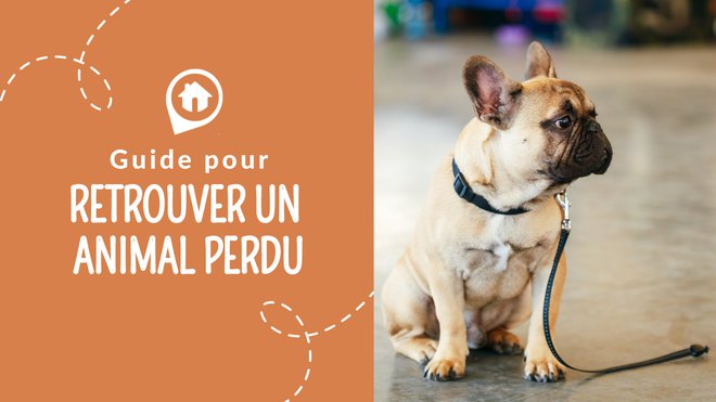 Comment Retrouver Un Chien Ou Chat Perdu