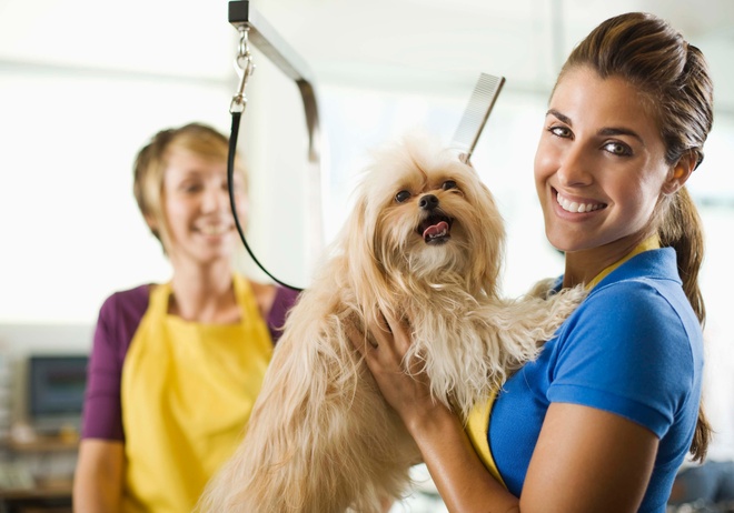 Puce d’identification avec la seringue d’injection