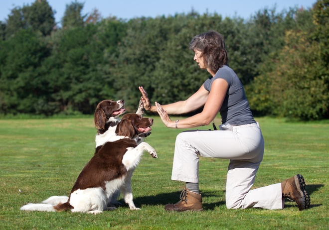 10 Fragen, um Ihr Wissen über die Erziehung von Hunden und Katzen zu testen
