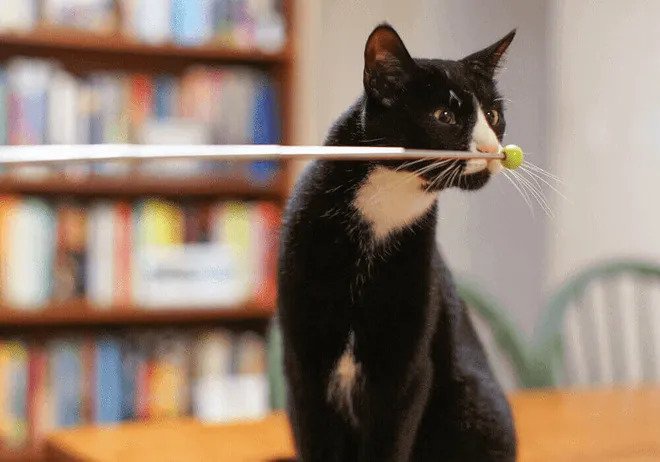 black cat training with a target