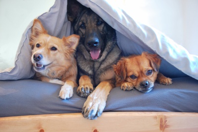 trois chiens sous couette