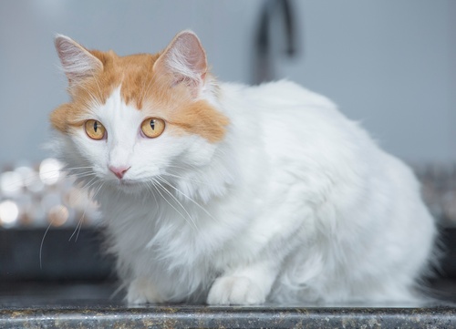 a turkish van cat looking right in front of him