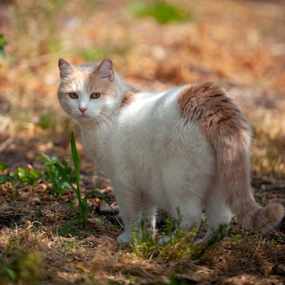 a turkish van cat walking in the forest