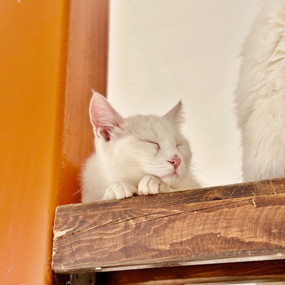 a turkish van cat sleeping on a shelf