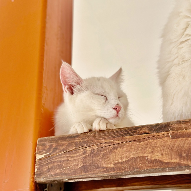 a turkish van cat sleeping on a shelf