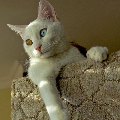 a turkish van cat sitting on a couch