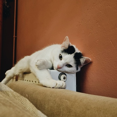 a turkish van cat sitting on a radiator