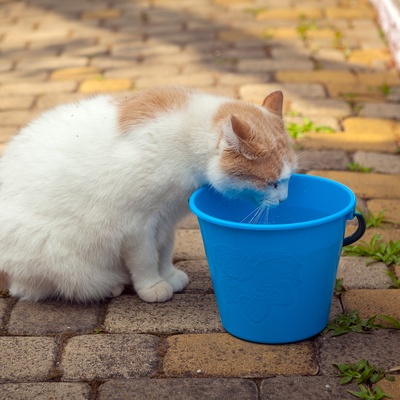 a turkish van cat drinking from a bucket