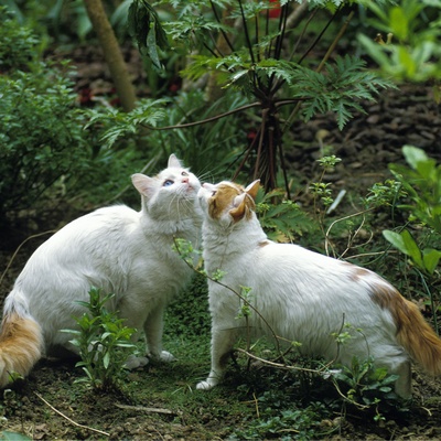 two turkish van cats playing together