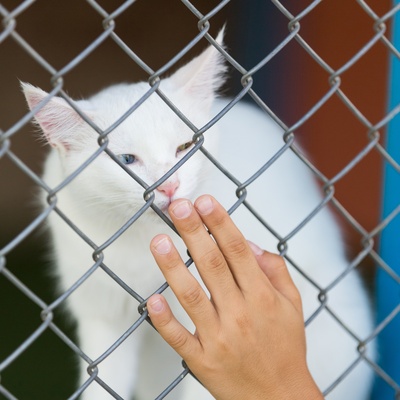 a turkish van cat kissing a human finger