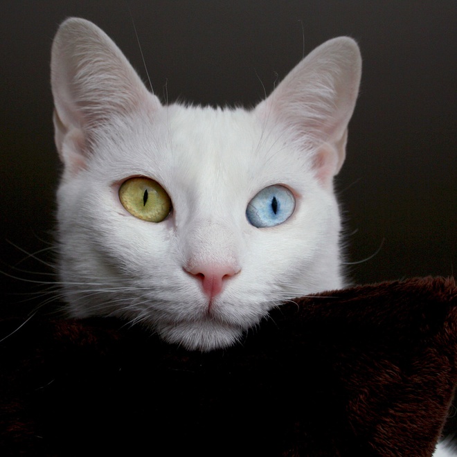 a portrait of a beautiful turkish van cat