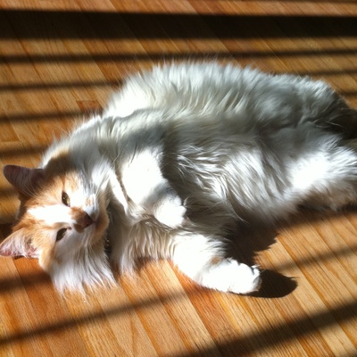 a turkish van cat lying down on the floor