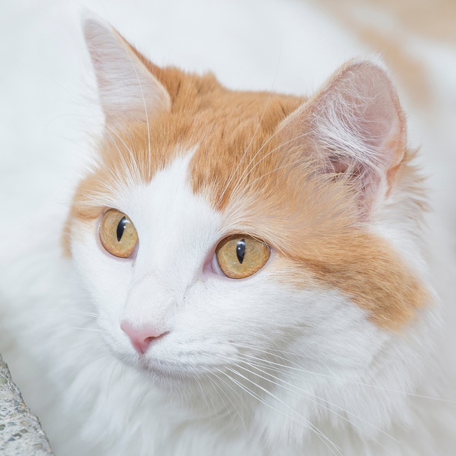 prtrait of a turkish van cat with yellow eyes