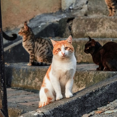 a turkish van cat standing on outdoor stairs with other cats