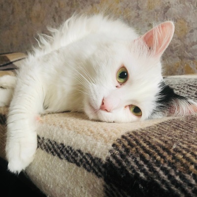 a turkish van cat lying down on a sofa