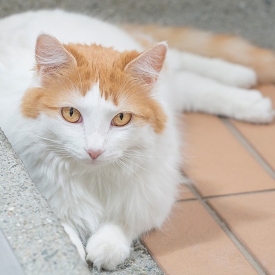 a turskish van cat sitting on the floor looking right in front of him