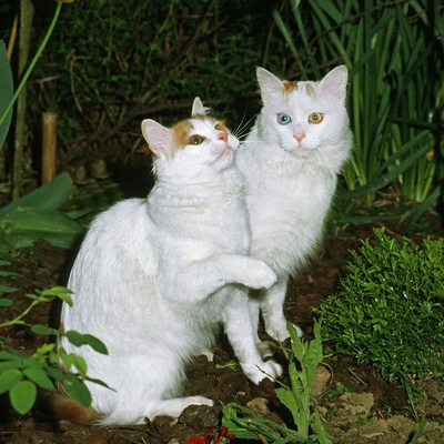 Two turkish van cats together in some forest