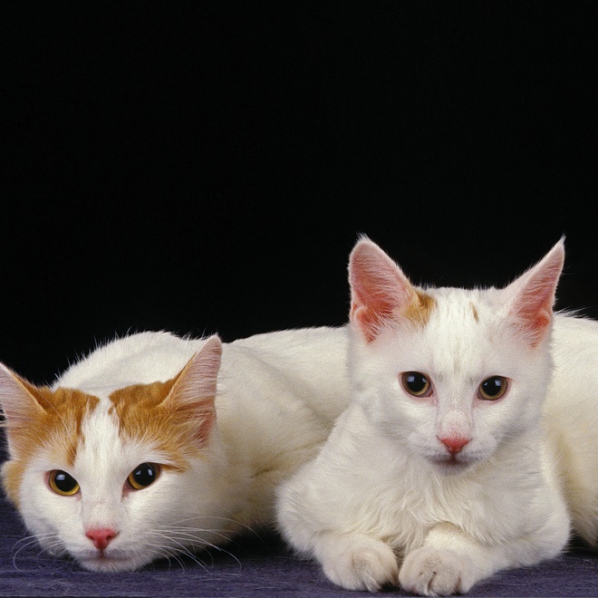 two turkish van cats lying down together side by side