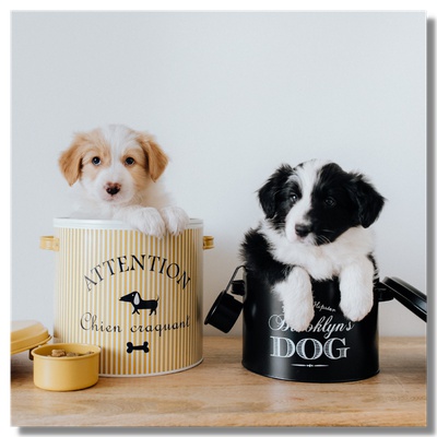 Two puppies in cups