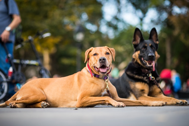 two dogs