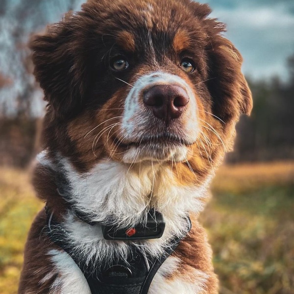 @umi_aussie
