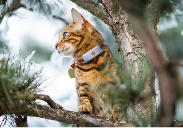 Un chat dans un arbre et son collier gps weenect