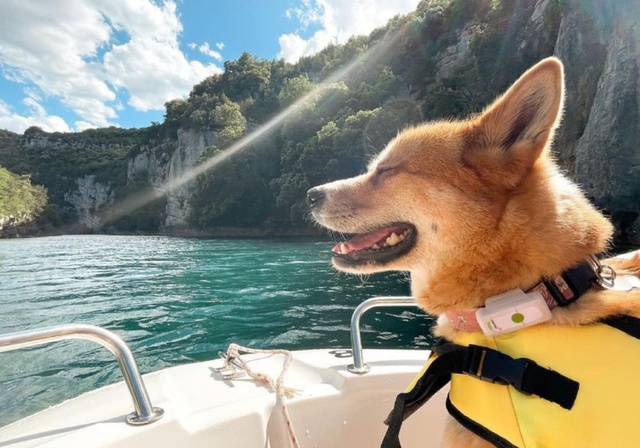 A dog and his Weenect collar on a boat