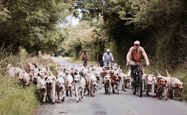 Viele Hunde laufen neben Menschen auf dem Fahrrad im Wald