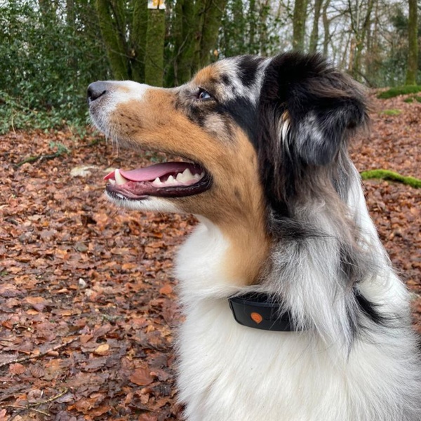 @vega.aussie_de_pearl