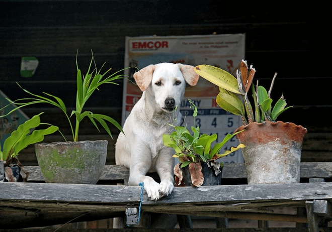 Un jeune chien allongé entre des pots de plantes vertes