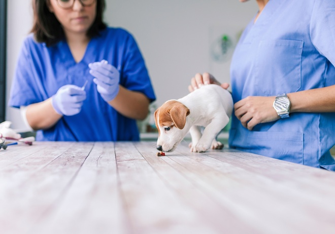 Un chien qui mange un comprimé