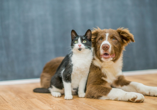 Un chien et un chat qui regardent l'objectif de la caméra