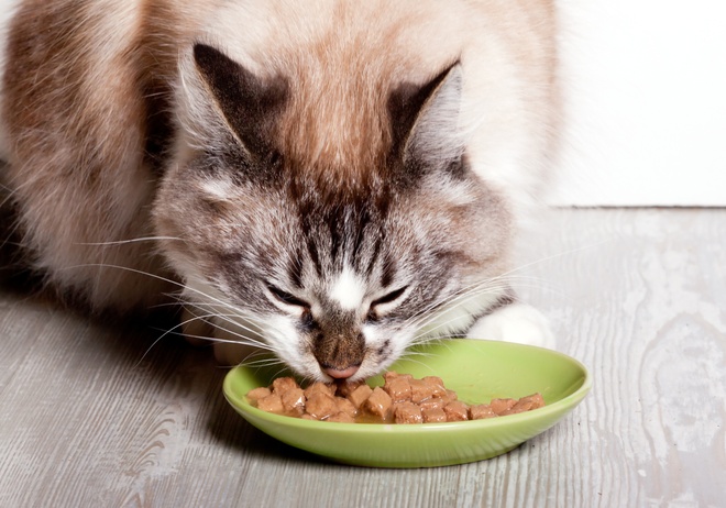 Un chat qui mange sa pâtée