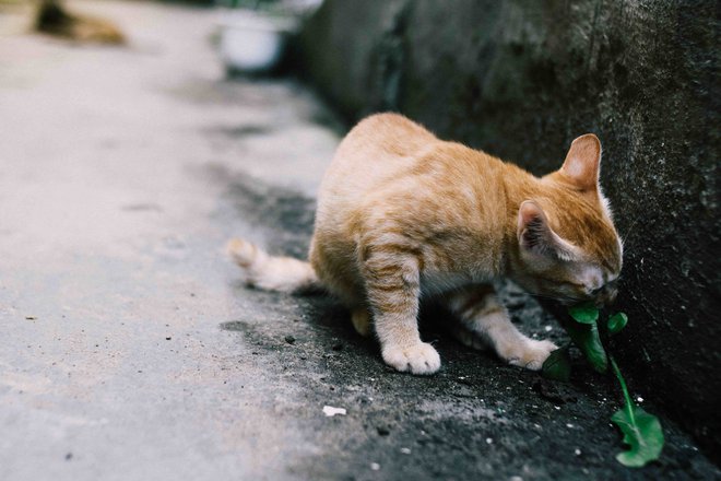 Wie Lange Kann Eine Katze Ohne Wasser