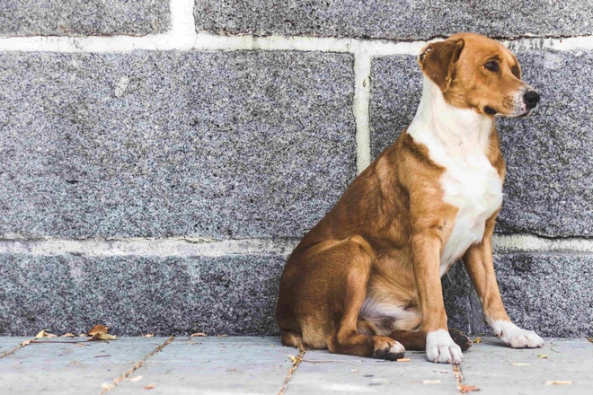 Vermisster Hund sitzt traurig alleine auf der Straße