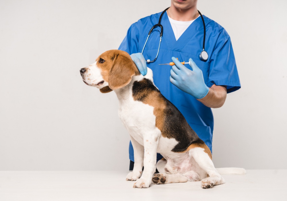 Microchipping a dog or cat