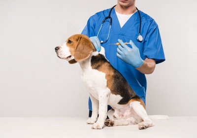 vet holding syringe for microchipping dog