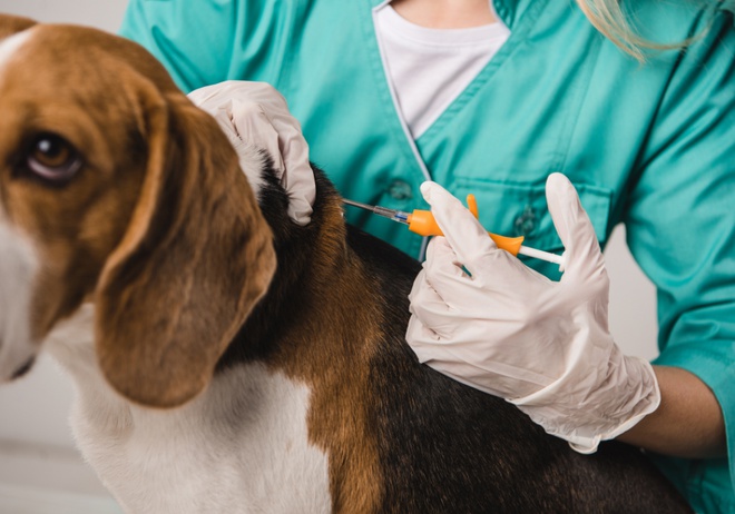 vet holding syringe