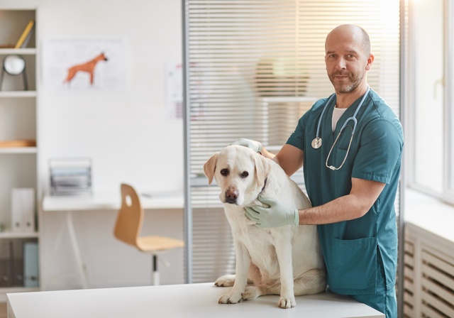 Ein Tierarzt, der sich um einen Hund kümmert