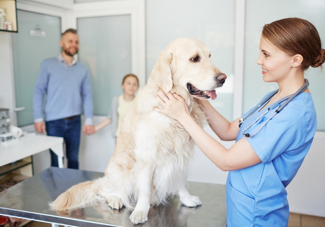 veterinary checkup