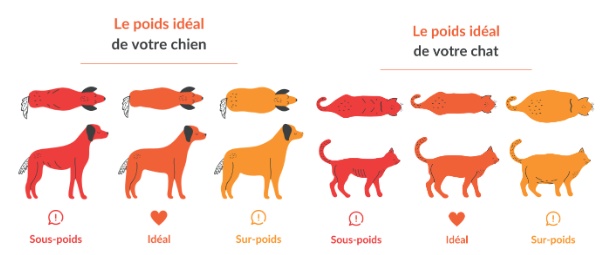 visuel pour identifier le poids idéal d'un chien et d'un chat