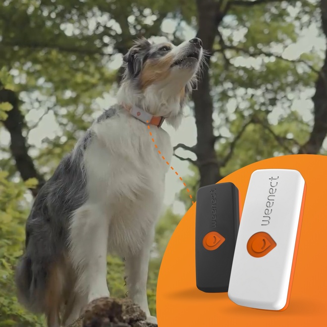 Un chien avec son traceur Weenect
