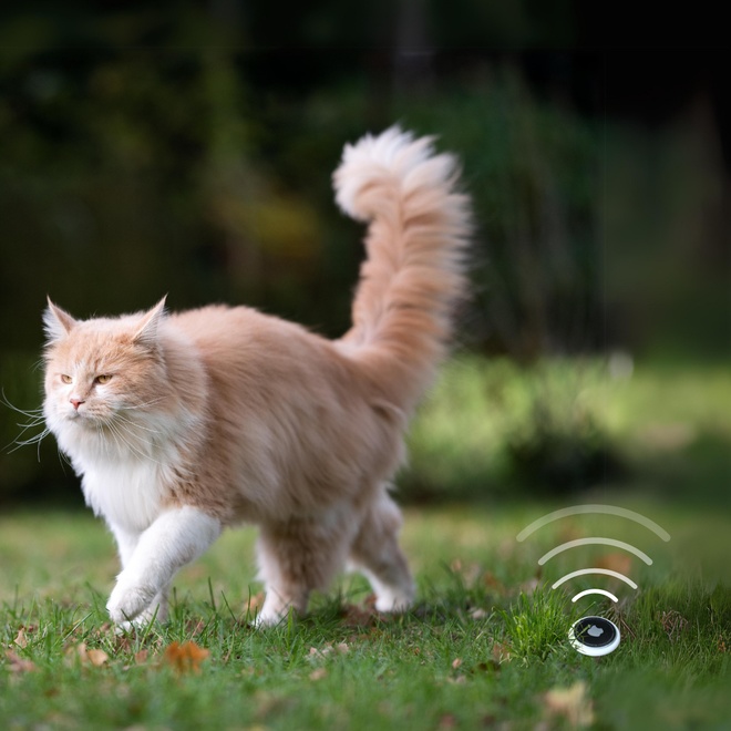 Un chat qui marche et un Airtag posé dans l'herbe à côté