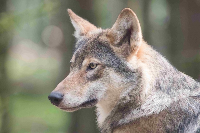 Der Wolf, der Stammesvater des Hundes, blickt in die Ferne