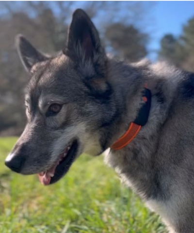 @wolfsky_adventure