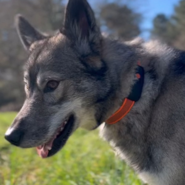 @wolfsky_adventure