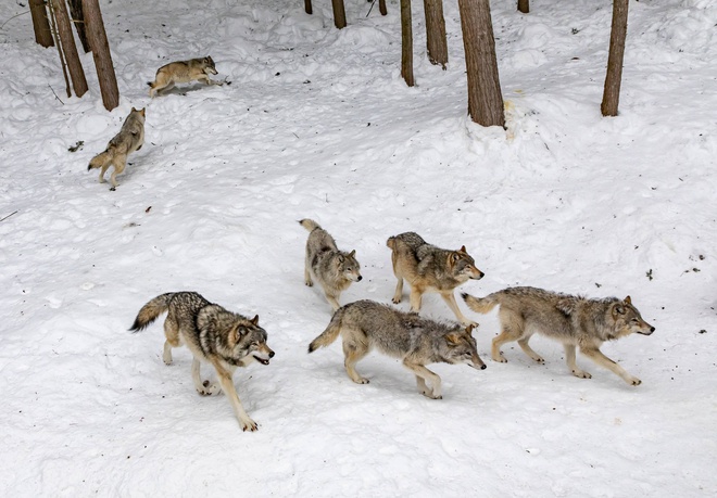 Wolfsrudel streift im Schnee herum