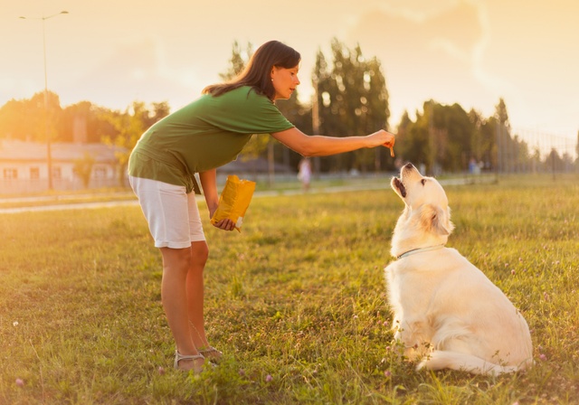 A woman giving treats to a dog.