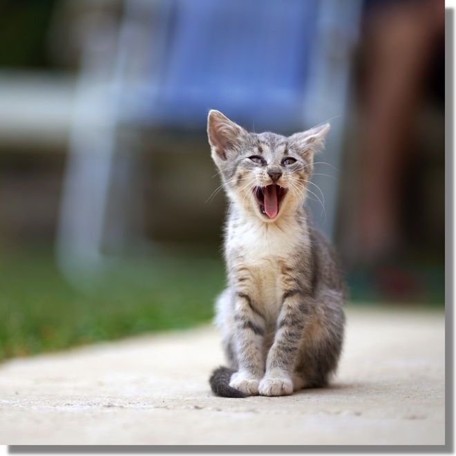 A yawning kitten