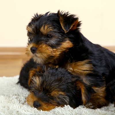 two yorkipoos sleeping on a bed